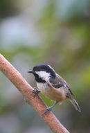 09-4952 Coal Tit Parus ater